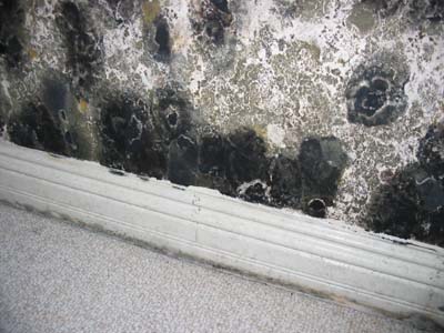 Stachybotrys Basement wall wet for prolonged time resulted in toxigenic ...